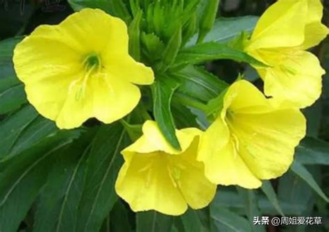 夜来香花|夜来香花：了解它的种类、开花时间等